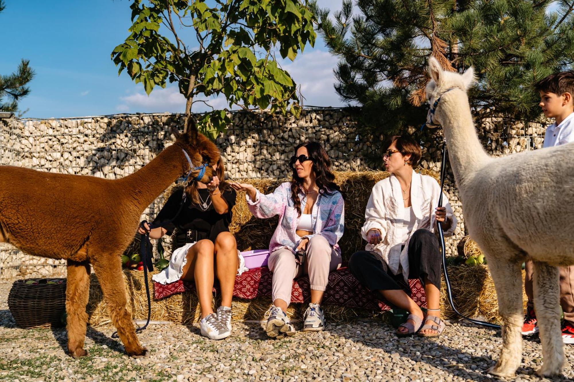 The Tribe Alpaca Retreat Hotel Branesti ภายนอก รูปภาพ
