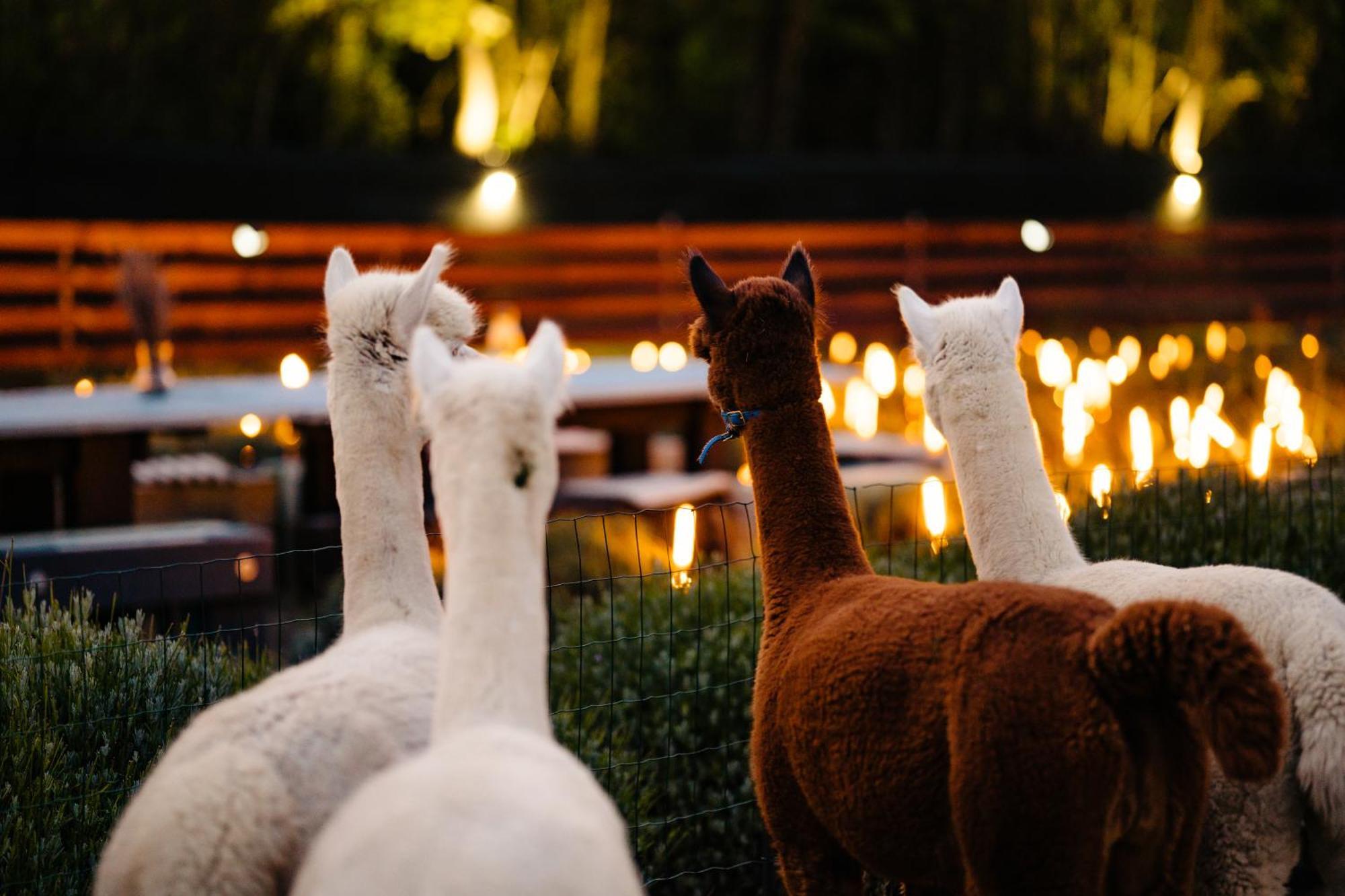 The Tribe Alpaca Retreat Hotel Branesti ภายนอก รูปภาพ