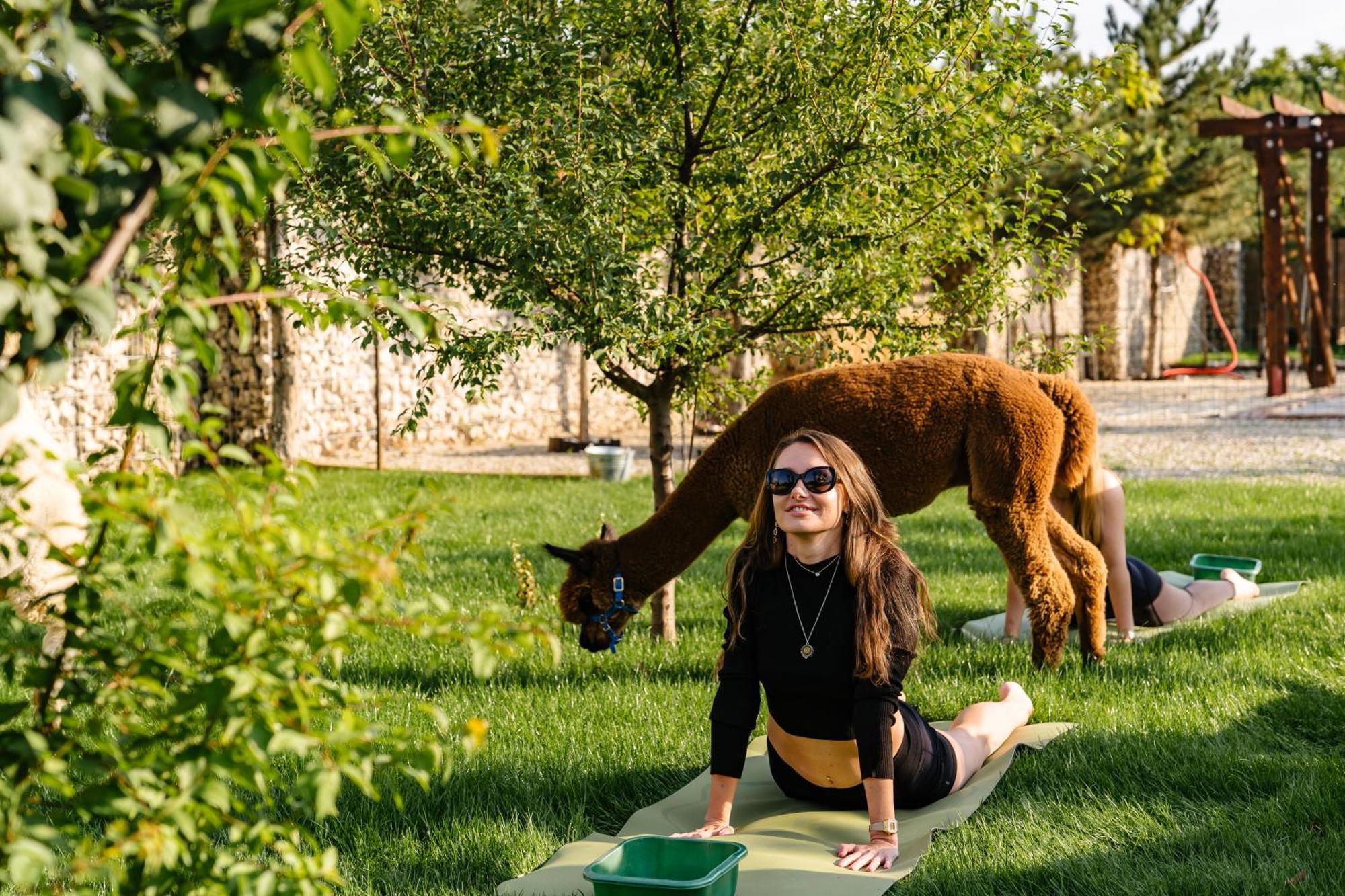 The Tribe Alpaca Retreat Hotel Branesti ภายนอก รูปภาพ