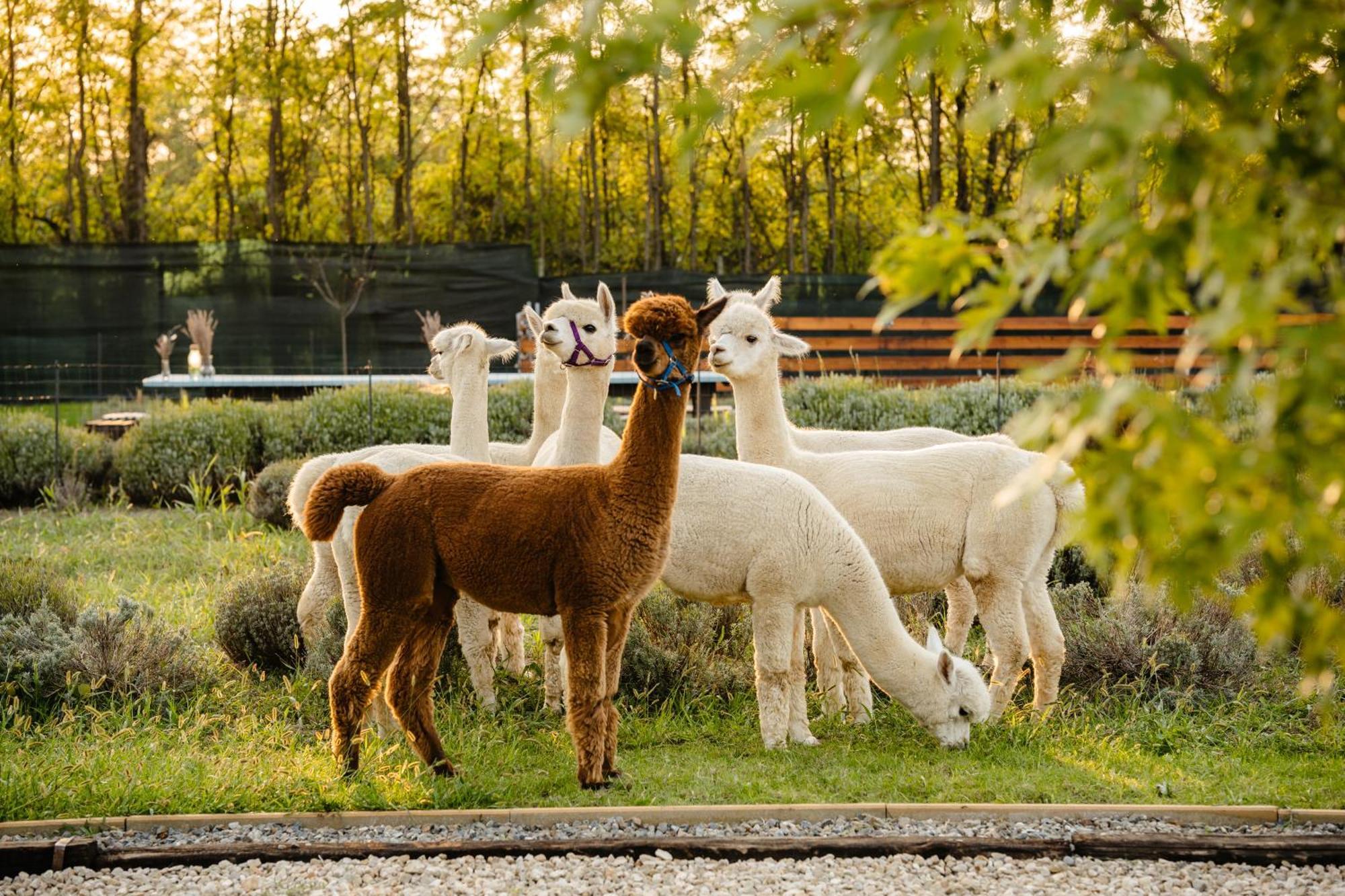 The Tribe Alpaca Retreat Hotel Branesti ภายนอก รูปภาพ