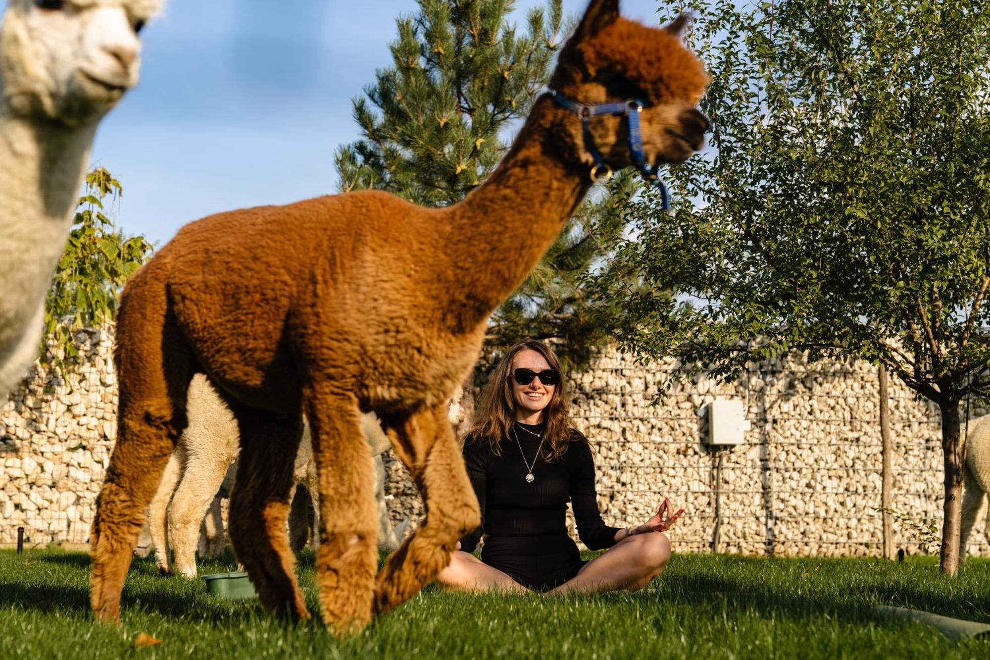 The Tribe Alpaca Retreat Hotel Branesti ภายนอก รูปภาพ